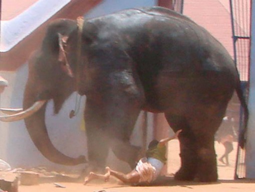 gajah4