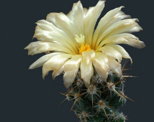 cactus-flowers-003