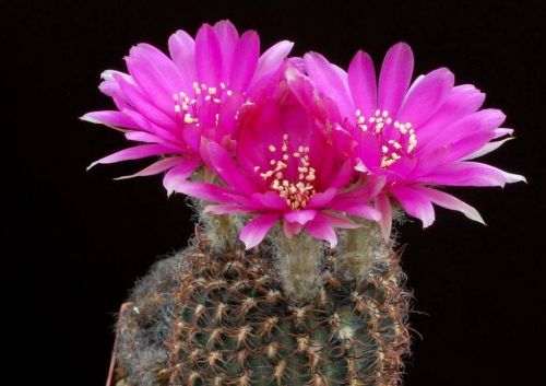 cactus-flowers-004