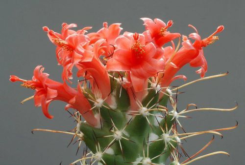 cactus-flowers-005