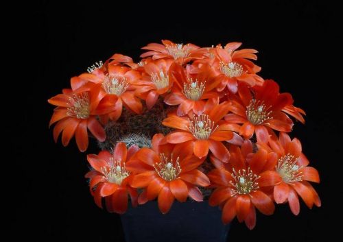 cactus-flowers-006