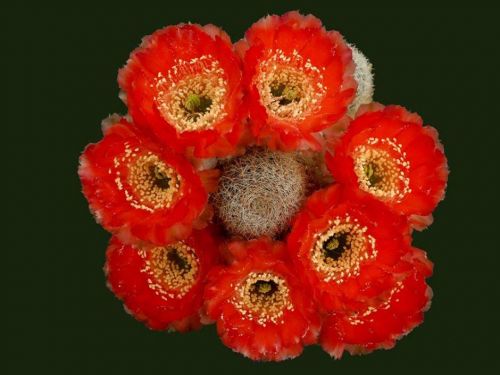 cactus-flowers-007