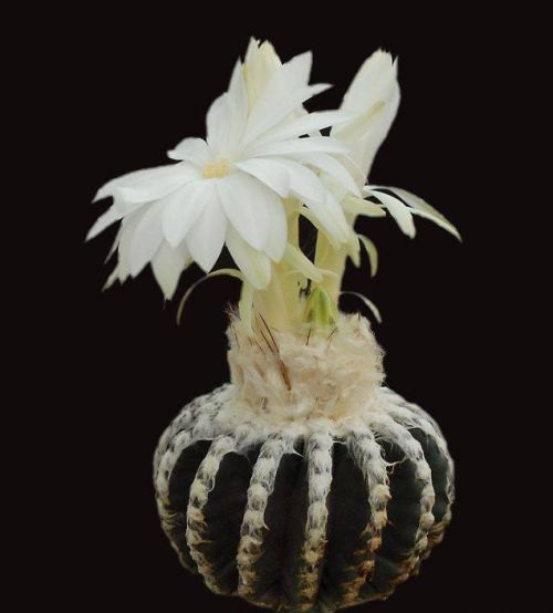 cactus-flowers-008