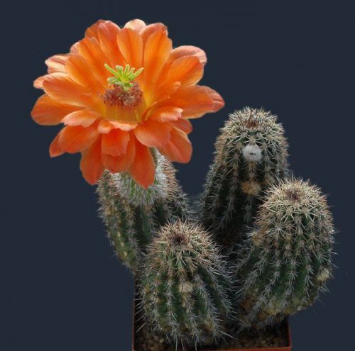 cactus-flowers-010