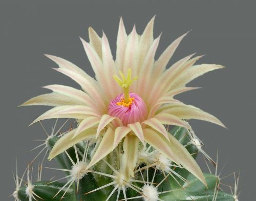 cactus-flowers-012