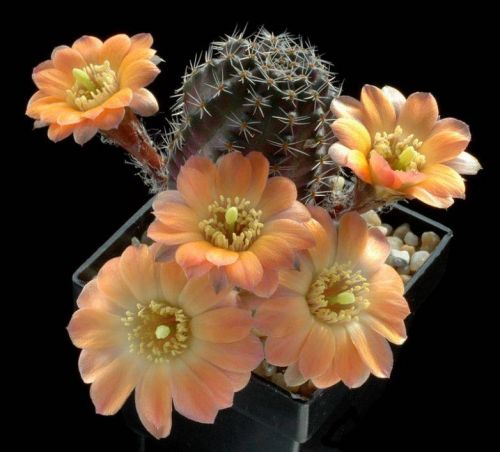 cactus-flowers-014