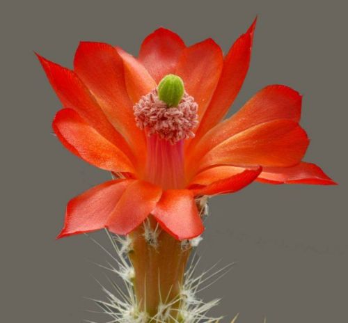 cactus-flowers-019