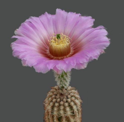 cactus-flowers-020