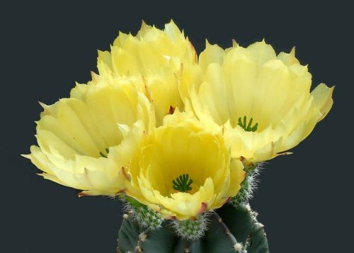 cactus-flowers-021