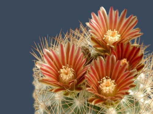 cactus-flowers-022