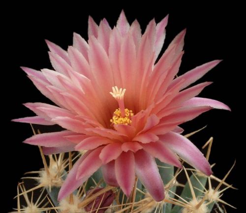 cactus-flowers-023
