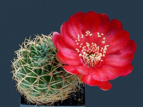 cactus-flowers-024