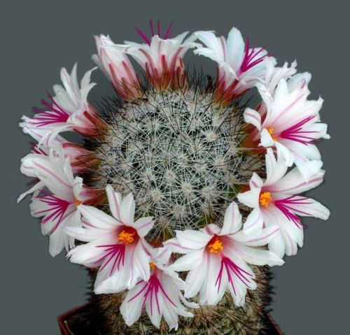 cactus-flowers-026