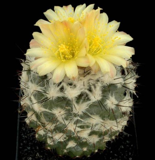 cactus-flowers-027