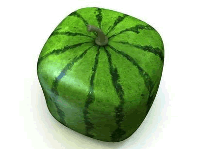 semangka