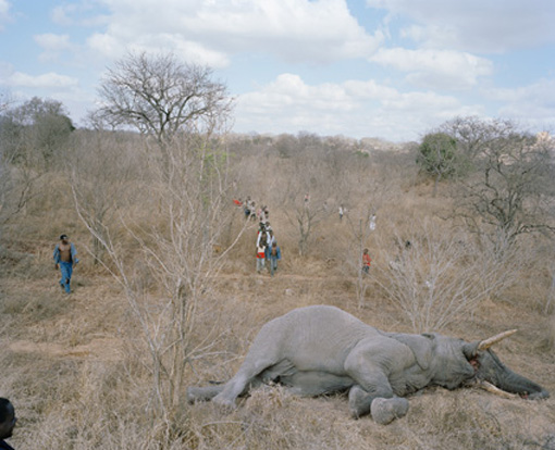 Potret Pesta Daging Gajah di Pedesaan Zimbabwe