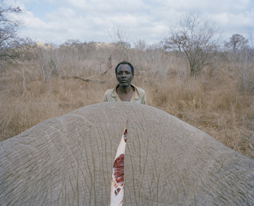 Potret Pesta Daging Gajah di Pedesaan Zimbabwe