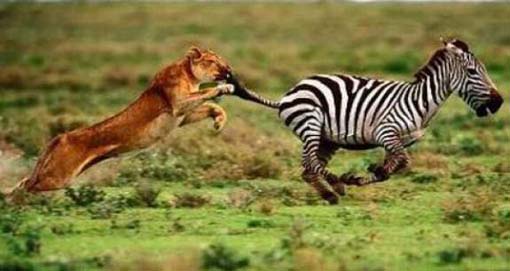 Cara Zebra Melawan Singa