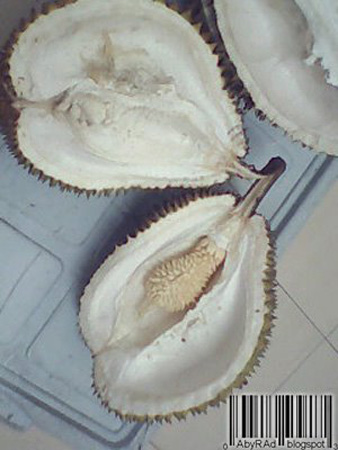  Unik, Ada Durian Dalam Durian