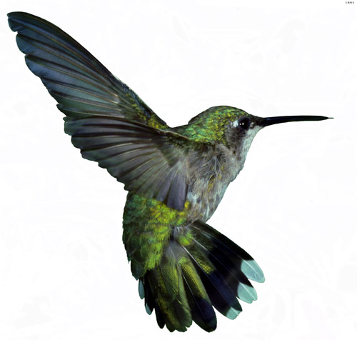 image. images, foto, photos, gambar, cara, menyelundupkan, burung, kolibri, all information