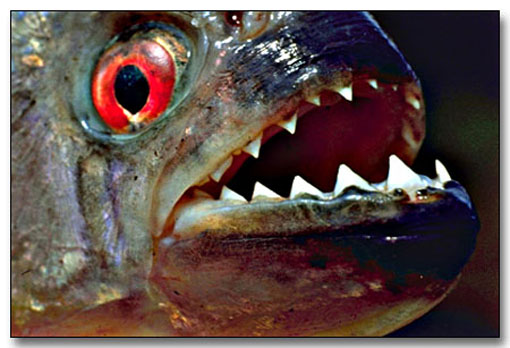seekor ikan Piranha raksasa setelah melakukan pertarungan dengan ikan ...